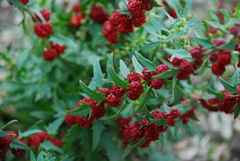 Blitum virgatum