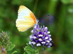 Psoralea bracteolata