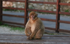 Macaca sylvanus