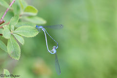 Enallagma exsulans