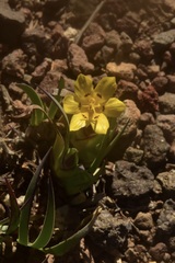 Sisyrinchium laetum