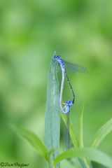 Enallagma exsulans