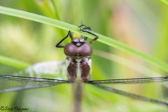 Libellula cyanea