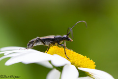 Strangalepta abbreviata