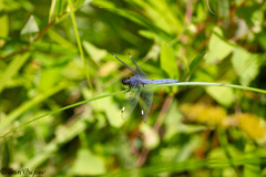 Libellula cyanea