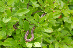 Thamnophis saurita saurita