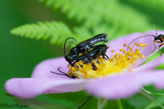 Strangalepta abbreviata