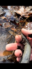 Siren intermedia