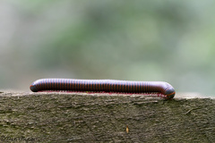 Narceus americanus