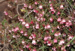 Hermannia glabrata