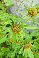 Bidens radiata