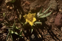 Sisyrinchium laetum