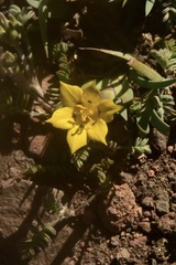 Sisyrinchium laetum