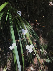 Libertia