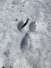 Lepus americanus