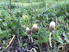 Coprinus comatus
