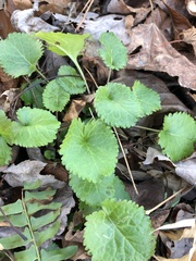 Packera obovata