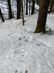 Lepus americanus
