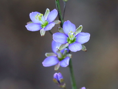 Heliophila linearis