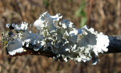 Parmotrema hypotropum