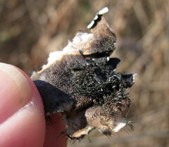 Parmotrema hypotropum