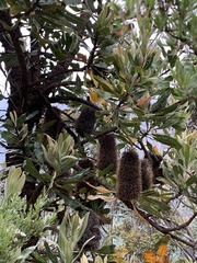 Banksia serrata