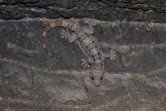 Hemidactylus maculatus