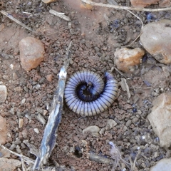 Ommatoiulus rutilans