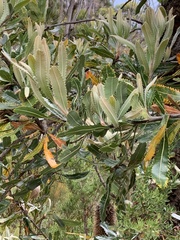 Banksia serrata