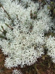 Pulchrocladia retipora