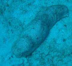 Holothuria floridana