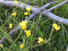 Ranunculus occidentalis