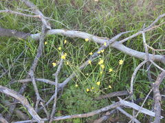 Ranunculus occidentalis