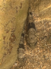 Bathygobius soporator