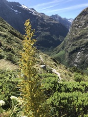 Aciphylla