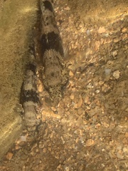 Bathygobius soporator