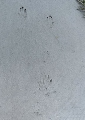 Sylvilagus aquaticus