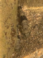 Bathygobius soporator