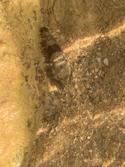 Bathygobius soporator
