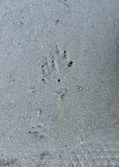 Sylvilagus aquaticus