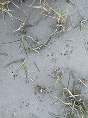 Sylvilagus aquaticus