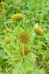 Bidens radiata