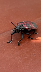 Coraliomela quadrimaculata