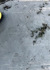 Sylvilagus aquaticus