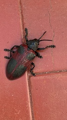 Coraliomela quadrimaculata