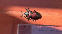 Coraliomela quadrimaculata