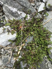 Leptinella squalida