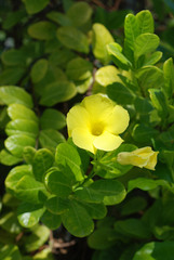 Pentalinon luteum
