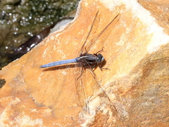 Orthetrum caffrum