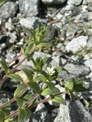 Caryophyllaceae